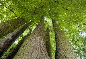 Waddesdon Manor Grounds
